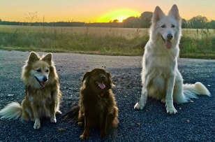 Trois chiens en retour de balade devant le coucher de soleil à La Rebertière