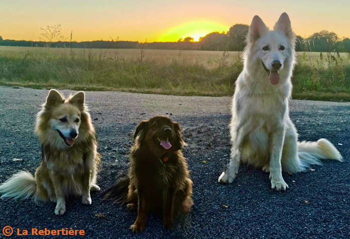 Trois chiens en retour de balade devant le coucher de soleil à La Rebertière