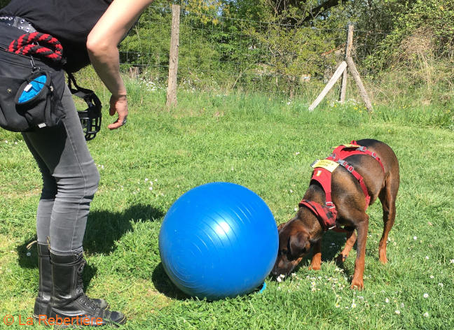 Chien poussant un ballon