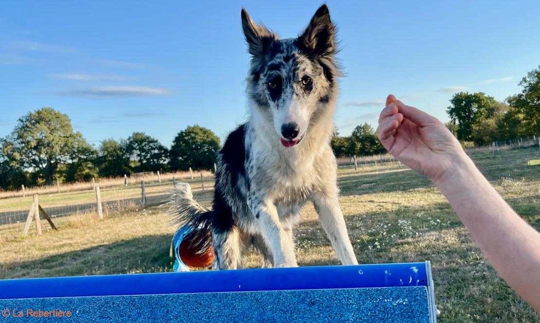 Chien découvrant le passage du A en Agility