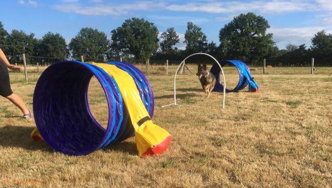 berger allemand dans un parcours de Hoopers Agility