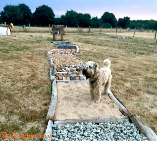 Découverte du jardin sensoriel par un chien