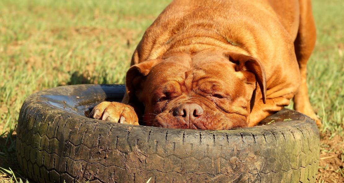 Un dogue de Bordeaux aux aguets